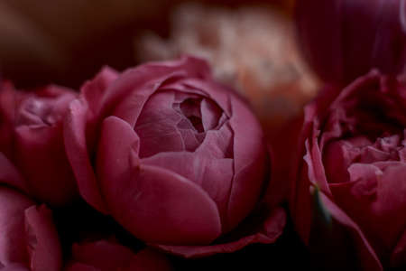 Bouquet of beautiful flowers with purple peony roses, carnations and tulips, in the craft paperの写真素材