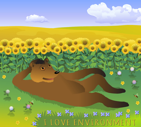 Bear resting on the clearing. Vector cartoon illustration with bear on the grass, field of sunflowers and blue sky with clouds.のイラスト素材