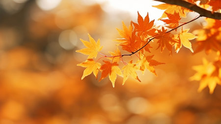 Exceptional maple clears out in collect time sunny day in frontal zone and foggy establishment. Creative resource, AI Generatedの素材