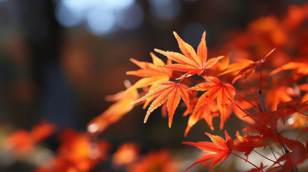 Central maple clears out in collect time sunny day in frontal zone and foggy foundation. Creative resource, AI Generatedの素材