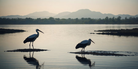 AI Generated. Double exposure silhouette of a white stork with lagoon in the backgroundの素材