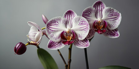 AI Generated. Elegant orchids in watercolor, sophisticated for luxury cosmetics labelsの素材