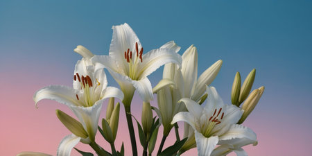 AI Generated. Elegant white lilies on a pastel pink and blue gradient background, highlighting the beauty and simplicity of nature with copy space summer conceptの素材