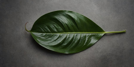 AI Generated. Minimalist Anthurium leaf on concrete plate, from aboveの素材