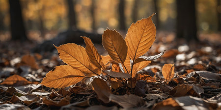 AI Generated. Beech leaves in autumn colors with dry brown leaves in the backgroundの素材