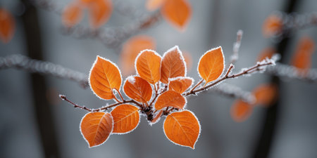 AI Generated. Beautiful colorful nature with bright orange leaves covered with frost in late autumn or early winterの素材