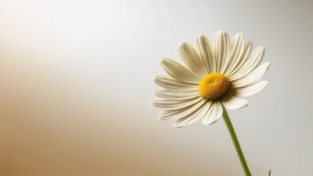 AI Generated. glowing yellow chamomile flower close up with silky smooth petalsの素材