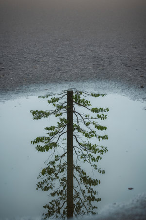 AI Generated. A puddle of water on the ground with a reflection of a tree in itの素材