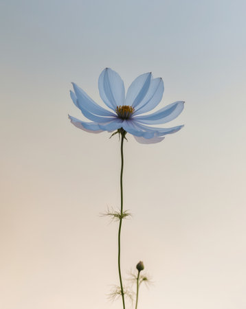 AI Generated. Blue cosmos flower with subtle lighting on gradient backgroundの素材