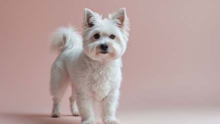 AI Generated. A white dog standing in front of a pink backgroundの素材