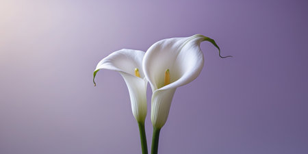AI Generated. A stunning calla lily in bright white on a soft lavender backdropの素材