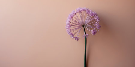AI Generated. A unique allium flower in soft purple on a pale peach backdropの素材