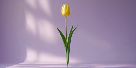 AI Generated. single gold tulip standing upright on pastel lavender background with soft natural shadowsの素材