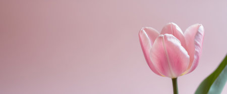 AI Generated. Beautiful pink tulip flower with soft petals on a pastel pink backgroundの素材