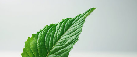 AI Generated. green leaf texture , copy space concept for wallpaper or backgroundの素材