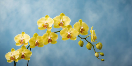 AI Generated. Vibrant yellow orchids elegantly arranged on a textured blue background with a soft gradient creating a serene and colorful floral compositionの素材