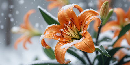 AI Generated. Close up of orange lily flower with snow on petalsの素材