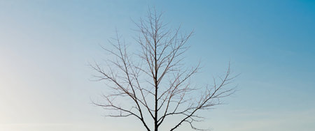AI Generated. Young sumac without foliage in sunny early spring weatherの素材