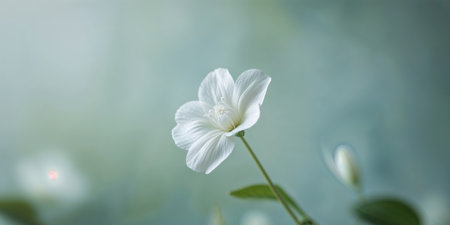 AI Generated. Delicate White Flower Close Up Soft Focus Muted Green Blue Tonesの素材