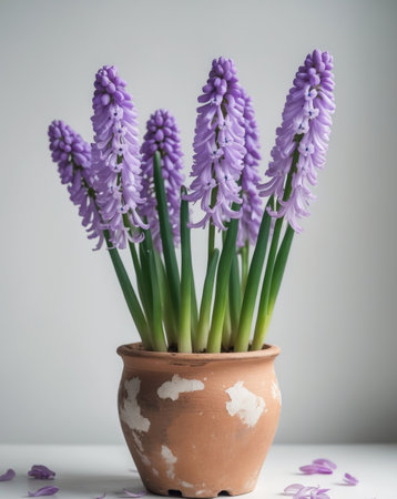 AI Generated. Blooming Grape Hyacinths in Terracotta Potの素材