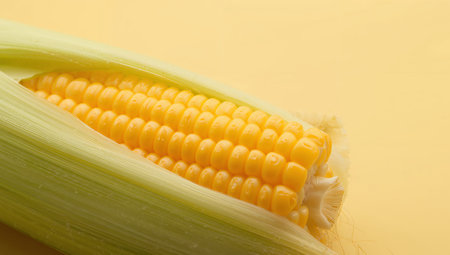 An eyelevel, closeup showcases the vibrant yellow of a corn cob, contrasting with the textured green husk on a soft, solid background, creating a calming effect.の素材