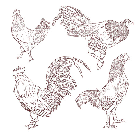 Vector illustration of rooster. 2017 Symbol. Chinese calendar. Vector outline for New Year's design.のイラスト素材