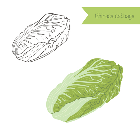 Hand drawn outlined and colored chinese cabbageのイラスト素材