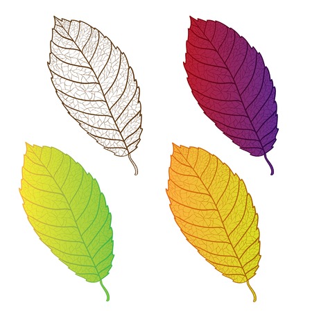 Collection colorful autumn leaves isolated のイラスト素材