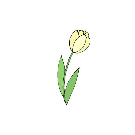 Color Tulip flower isolated on a white background. Hand drawn design element. Simple sketch style Doodle illustration.の写真素材