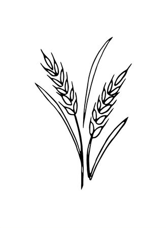 Vector doodle spikelet of wheat isolated on white background.のイラスト素材