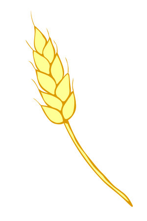 Vector golden spikelet of wheat isolated on white background. Hand drawn color clipart in flat style. Theme of bakery products, flour, harvest, thanksgivingのイラスト素材