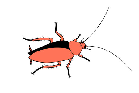 Oriental cockroach, macro of insects. pest control. Vector outline illustration in cartoon doodle...