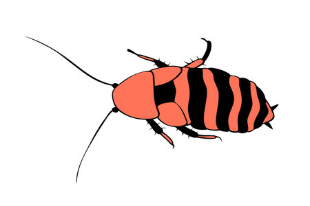 Madagascar cockroach, macro of insects. pest control. Vector outline illustration in cartoon doodle...