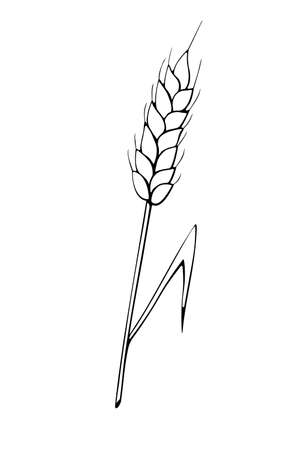 Vector outline spikelet of wheat isolated on white background. Hand drawn contour clipart in doodle style. Theme of bakery products, flour, harvest, thanksgiving.のイラスト素材