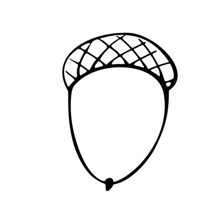 Vector simple hand drawn illustration of acorn isolated on white background, black outline. Nature, forest clip art, black and white Doodle.のイラスト素材