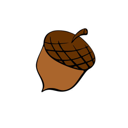 Vector color illustration of acorn. Hand drawn outline illustration, clip art, design element isolated on white background. Theme of nature, forestのイラスト素材
