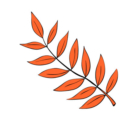 Vector rowan branch with red leaves, freehand drawing, nature element, clip art in doodle flat style, black outline. Theme of forest, happy fallのイラスト素材