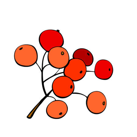 Vector hand-drawn contour bunch of red rowan berries, viburnum. Decorative design element, clip art in flat doodle style, isolatedのイラスト素材