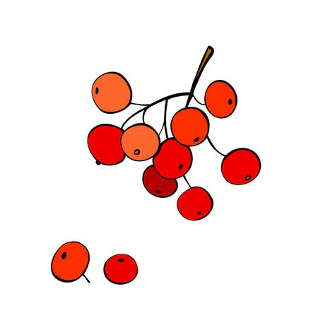 Vector hand-drawn contour bunch of red rowan berries, viburnum. Decorative design element, clip art in flat doodle style, isolatedのイラスト素材