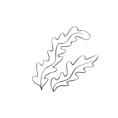 Sketch of Seaweed. Vector outline algae illustration of the underwater world painted by black inks. Hand drawn Graphic line art of sea life. Underwater plants in outline style for sea or kids designのイラスト素材