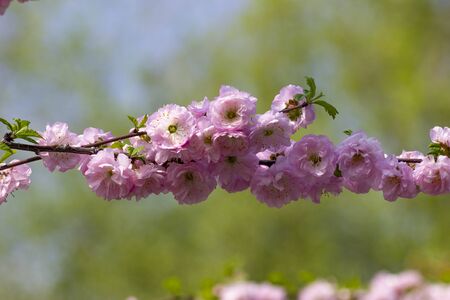 Pink sakura flowers. Closeup on a blurred background with a branch strewn with flowers.の写真素材