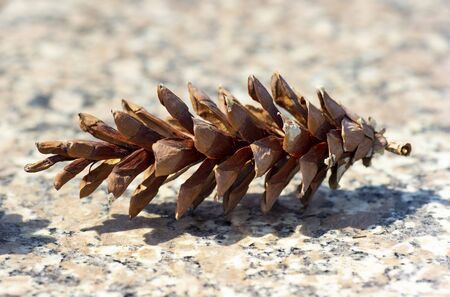 Cone of the Siberian cedar. Macro shooting on a stone background.の写真素材