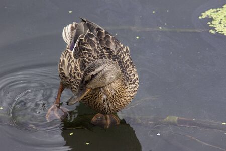 Duck on the lake close-up. Danceの写真素材