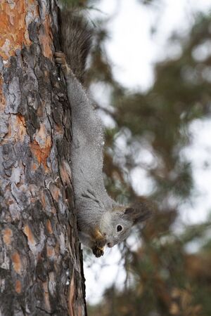 A funny squirrel with a fluffy tail hangs upside down on a tree.の写真素材