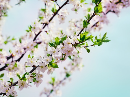 blossom cherry or apple branch against blue sky, beautiful spring flowers for vintage background, lovely landscape of natureの写真素材