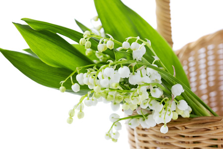 Lily of the valley in basket isolated on whiteの写真素材