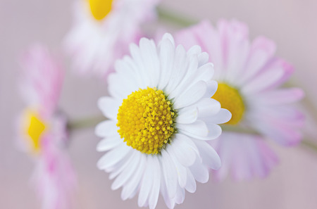 Daisy, flowers vintage background, soft focusの写真素材