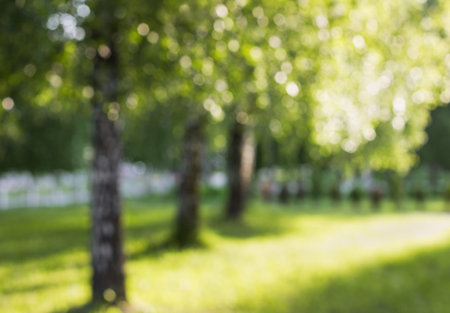 Summer birch out of focus, natural bokeh background