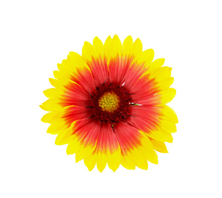 yellow and red daisy flower isolated on white backgroundの写真素材