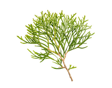 thuja branch isolated on white backgroundの写真素材
